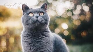 Котката ми пикае навсякъде! Този плод може да помогне