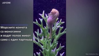 Морските кончета са единствените видове, при които ражда мъжкият. Вижте как се случва това (ВИДЕО)