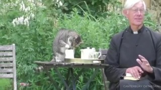 Котаракът Тигър живее в Кентърбърийската катедрала и обича да пие мляко. Дори по време на молитва (ВИДЕО)