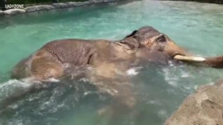 Ако ви е горещо - правете като този слон на име Полковник (ВИДЕО)