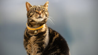Котка "благославя" вярващи пред църква в Мексико - ето как се случи (СНИМКИ)