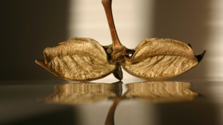 За разделното хранене и децата