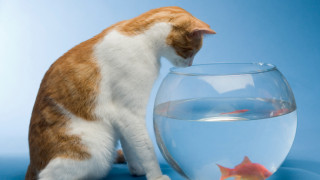 Най-странните алтернативни начини на лечение