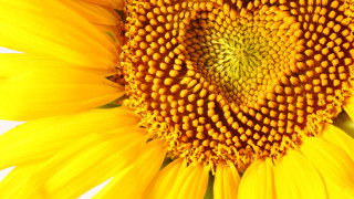 Под Слънчо цъфна слънчогледът