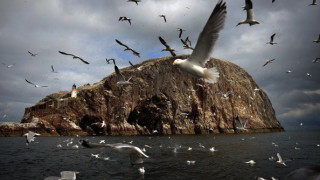 Снимка: Южното Черноморие привлича най-много зимуващи водолюбиви птици през 2026 г.