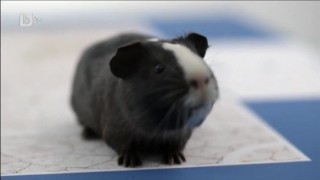 Световното по футбол си има нов оракул