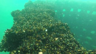 Какво може да направи всеки от нас, за да има повече мидички в морето