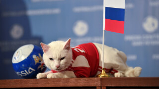 Ахил с първа прогноза: Русия бие Саудитска Арабия