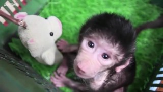 Сладко бебе маймунче, изоставено от майка си - Кики е само на 12 дни (ВИДЕО)