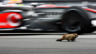 Мармот на пистата за малко не 