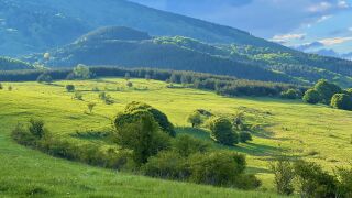 Зелените прелести на Витоша (СНИМКИ)