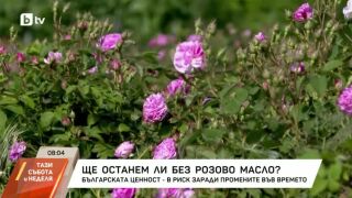 Снимка: Ще останем ли без розово масло?тази съ