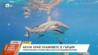 Снимка: Акули край плажовете в Гърция