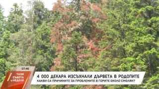 Снимка: 4000 декара изсъхнали дървета в Родопите
