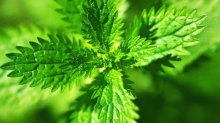 3 изпитани отвари с коприва за здрава и сияйна коса