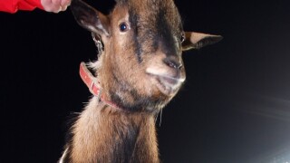 Нападател на Кьолн избра интересен начин да оптразнува гола си (ВИДЕО)