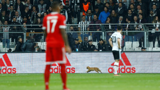 Котешкият късмет на 