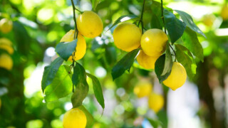 Футболисти твърдят, че били дрогирани с... лимони (ВИДЕО)