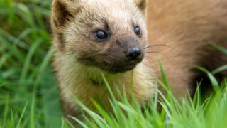 Избраха белки за талисмани на Игрите в Италия