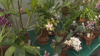 Снимка: Изложба с над 800 вида орхидеи в Ботаническата градина в София