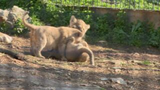 Снимка: Прецедент в зоопарка в Стара Загора: Среща с трите новородени лъвчета 