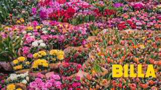 Изобилие от сезонни цветя на достъпни цени в BILLA
