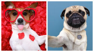 Кучето никога не лъже: каква е реакцията му, когато усети лош човек