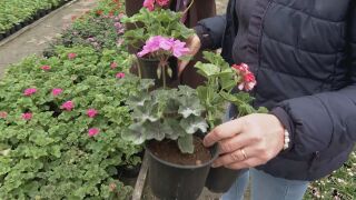 Снимка: Над 50 вида пролетни цветя в разсадник край Ямбол 