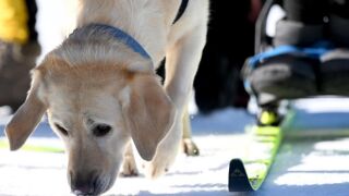 Четириноги помощници са героите на Паралимпийските игри (ВИДЕО)