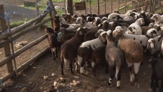 Снимка: Кражба за над 9000 евро от стопанство в Сливен: Как животновъдите опазват стадата си?