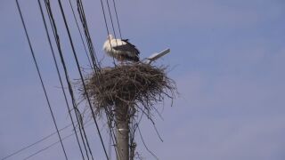 Снимка: Емблематичната история на Лом: През нощта хората разрушаваха, през деня щъркепите изграждаха