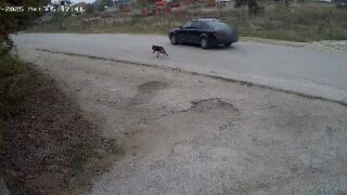 Снимка: Първи наказан за изоставяне на домашно животно: Камера записала собственика как тръгва с колата си, а кучето бяга след него 