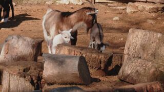 Снимка: Кои са първите бебета за годината във варненския зоопарк?