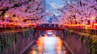 Къде в света казват най-често "не?" (ВИДЕО)