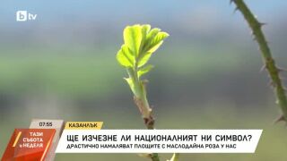 Снимка: Ще изчезне ли националният ни символ?