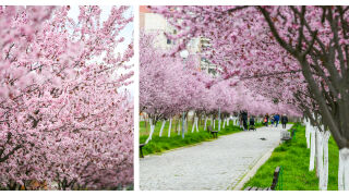 Това място се намира в България, но ще ви накара да се почувствате като в Япония (СНИМКИ)