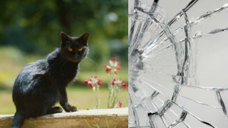 За котките, огледалата и електрическите стълбове