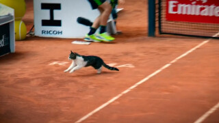 Котка на корта (ВИДЕО)