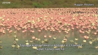 Нетипично - езеро в Индия стана ярко розово заради хиляди фламинги (ВИДЕО)