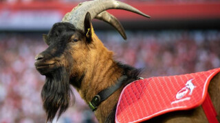 И козелът Хенес не е над закона в Бундеслигата