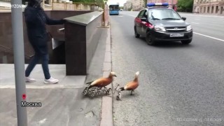 Семейство патици пресича голям московски булевард (ВИДЕО)