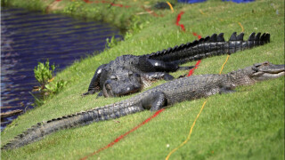 Алигаторски дуел... на голф игрище (ВИДЕО)