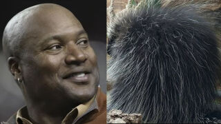 Легенда души задните части на гризач срещу хълцане