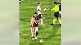 Кой пусна кучето? (ВИДЕО)