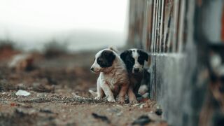 Кой пази животните, докато светът гледа футбол? Скандалът набира скорост