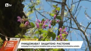Снимка: Стотици стръкове от защитено цвете са унищожени