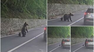 Мечка разкъса ръката на шеф на БФС (ВИДЕО)