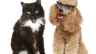 Вечното дерби - кучета и котки