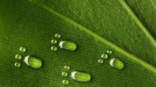 Прочистване на организма за 1 ден