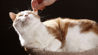 Защо котките мъркат?